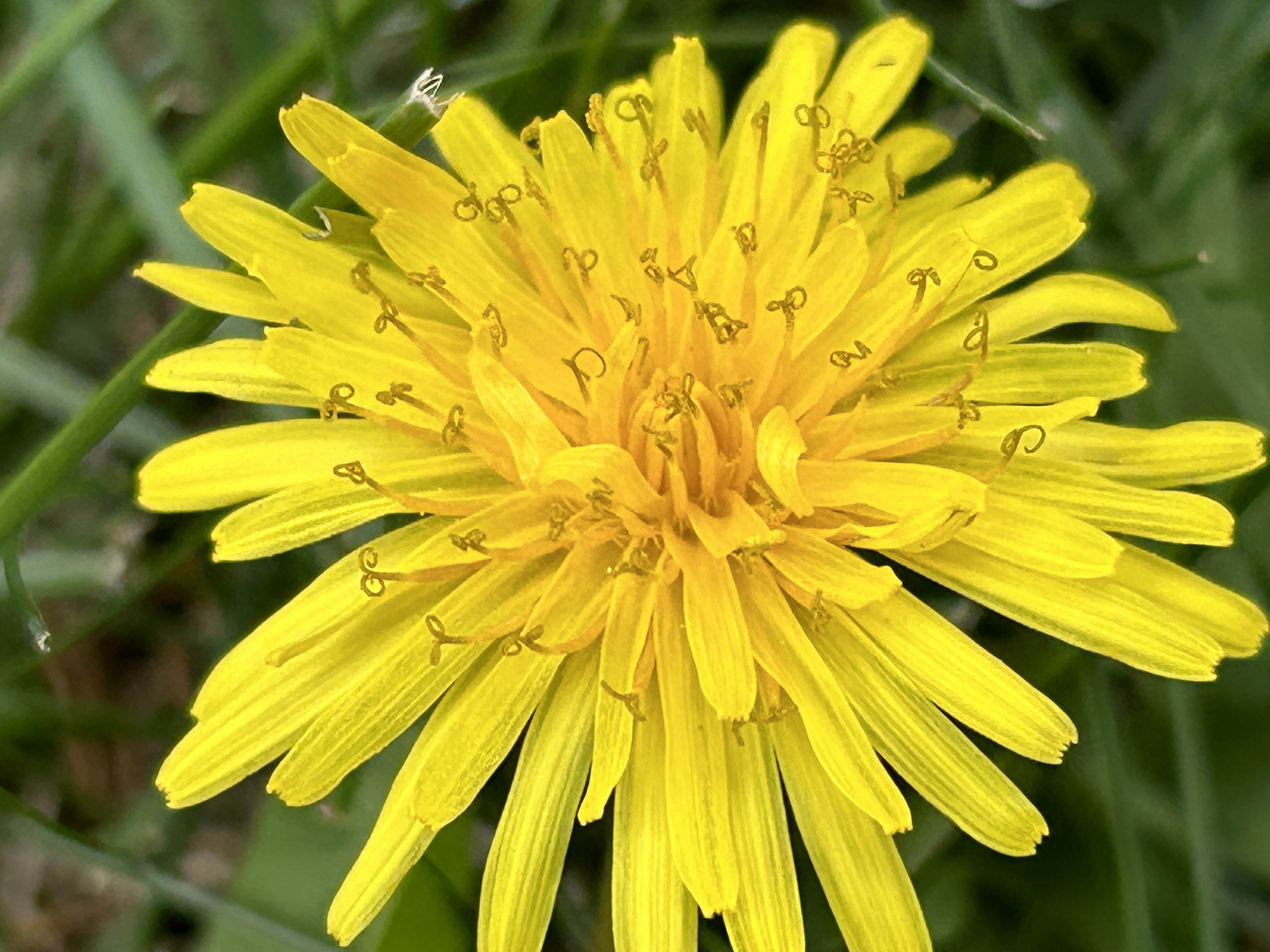 Baby Flower