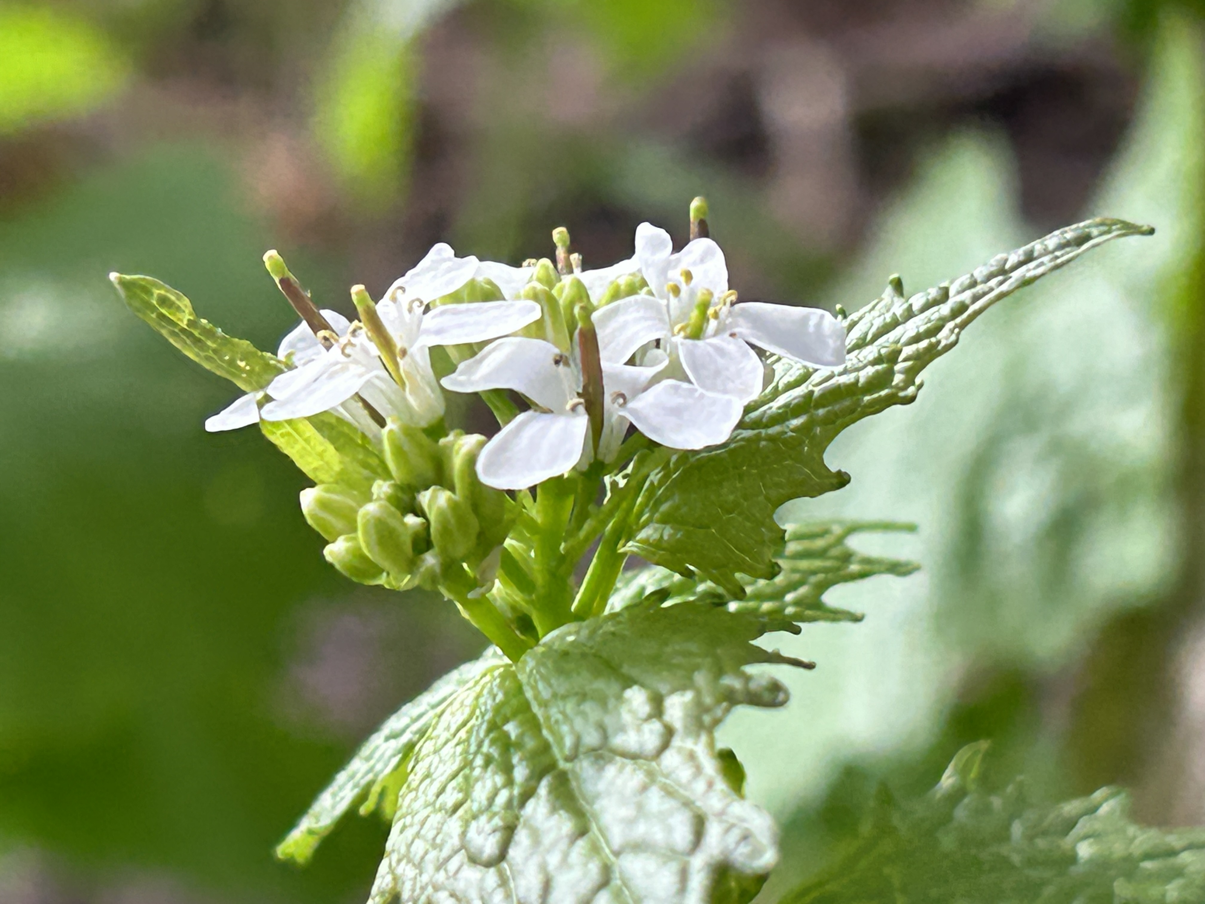 Baby Flower